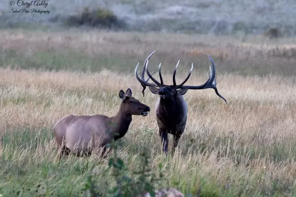 Colorado's Famous Elk 'Split 5' Harvested by Hunter