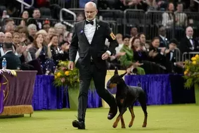 Penny the Doberman Claims Top Honors at 150th Westminster Dog Show