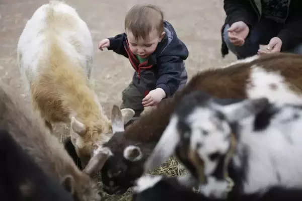 The Etymological Journey of 'Kid': From Goats to Children