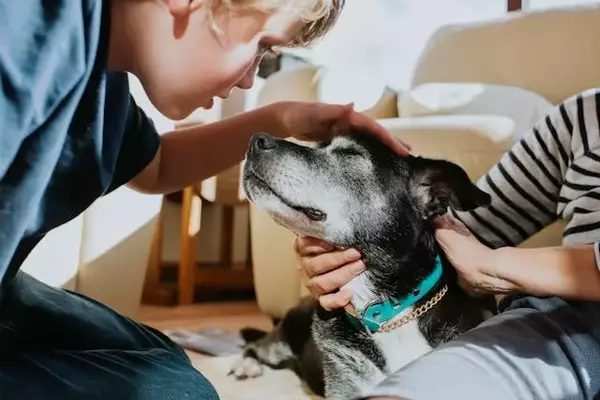 Caring for Senior Pets: A Comprehensive Guide