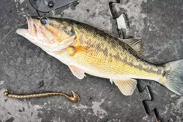 Lake Fork Lures Pro Speeder Worm Review