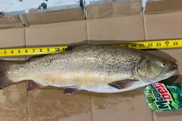 North Dakota Ice Angler Catches State Record Tiger Trout