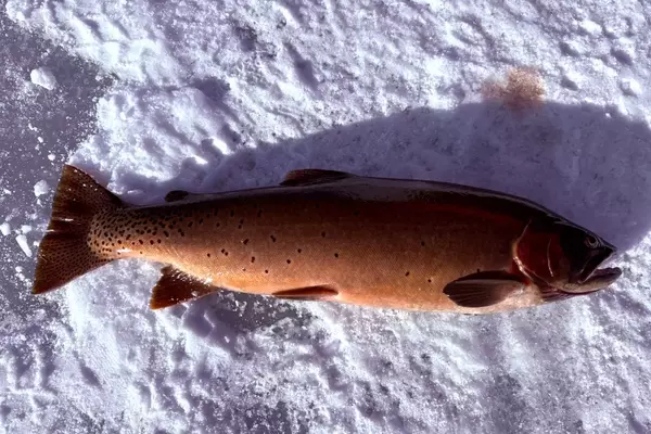 Idaho Angler Sets New Yellowstone Cutthroat Trout Record