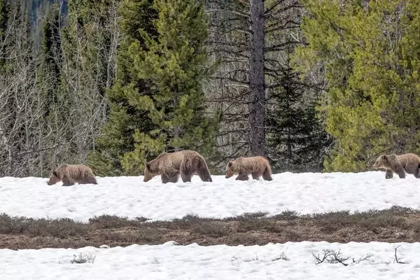 Early Grizzly Sighting in Yellowstone Prompts Renewed Bear Safety Focus