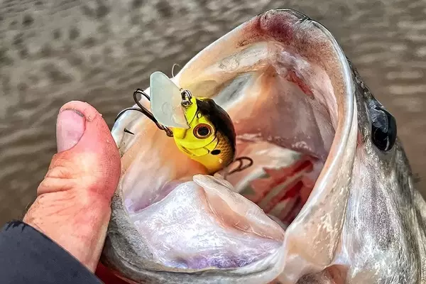 Mastering the Art of 'Worming' Crankbaits for Bass Fishing