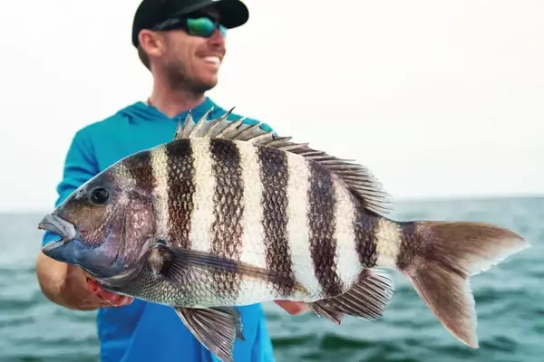 Pursuing Cobia and Sheepshead in the Chesapeake Bay