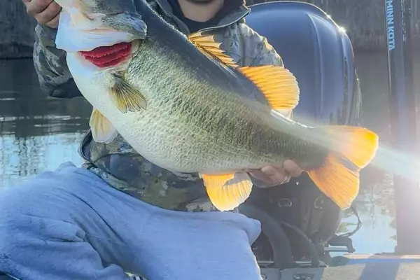Angler's Record Bass Catch at Toledo Bend