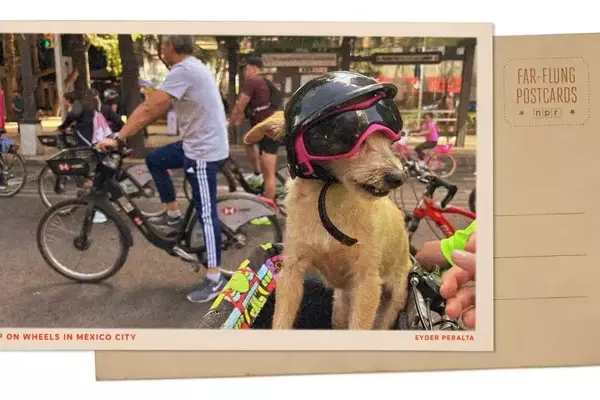Mexico City's Sunday Cycling Extravaganza: A Dog's Delight