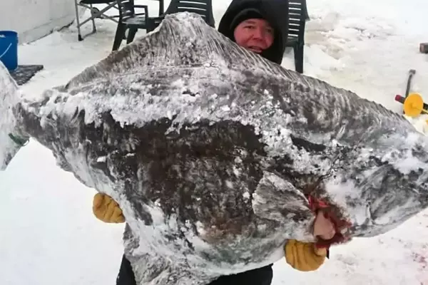 Canadian Angler Catches Record Halibut Through Ice for Scientific Research