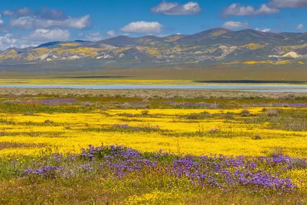 California anticipates a potential superbloom: where to witness the early floral displays