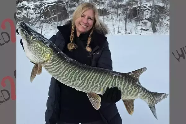 Winter Fishing Expedition Yields Rare Muskie and Steelhead Haul in Upstate New York