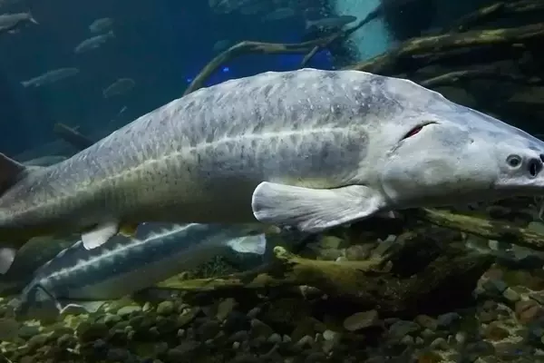 Giants of the Deep: Unraveling the World Records of Sturgeon Species