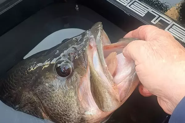 Texas Angler Reels in Record-Breaking Largemouth Bass