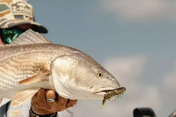 Exploring the Advantages of Bait Finesse Fishing Systems