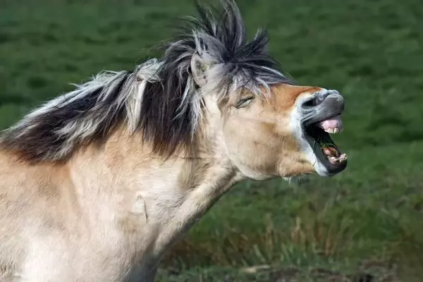Understanding the Bimodal Nature of Horse Whinnies