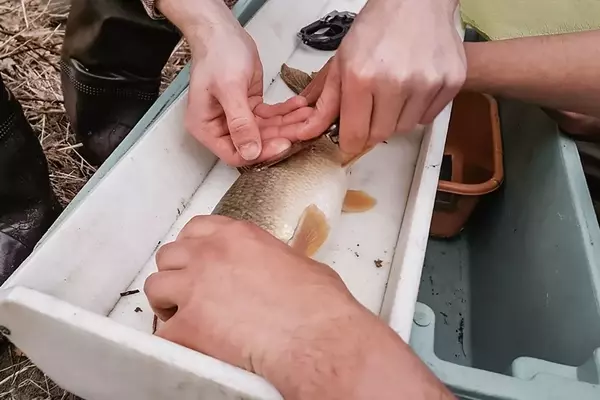 The Intricate Process of Crafting State Fishery Regulations