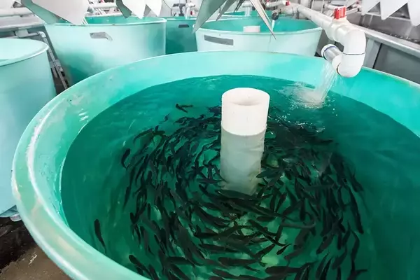 Environmental Group Challenges Trout Stocking in Massachusetts