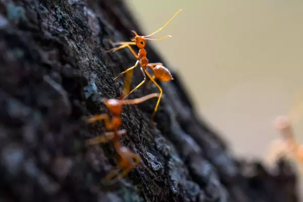 Fire Ant Incident on Trail: Hiker Airlifted After Allergic Reaction