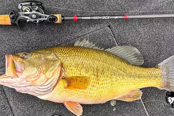 The Enduring Effectiveness of the Carolina Rig in Modern Bass Fishing