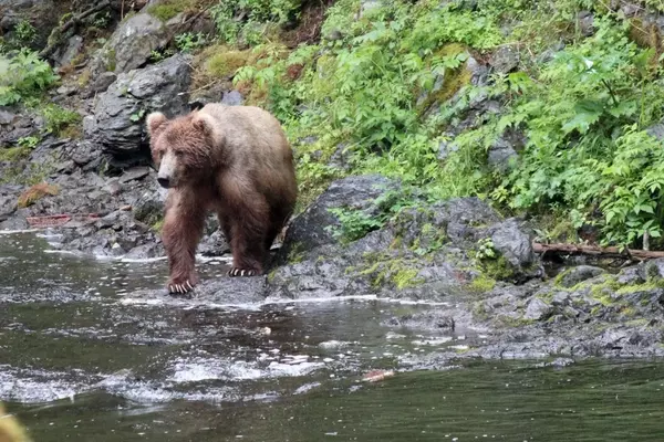Rare 'Seal Finger' Infection Contracted from Bear Highlights Wilderness Health Risks