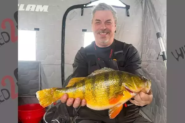 North Dakota Angler Catches Potential Record-Breaking Yellow Perch