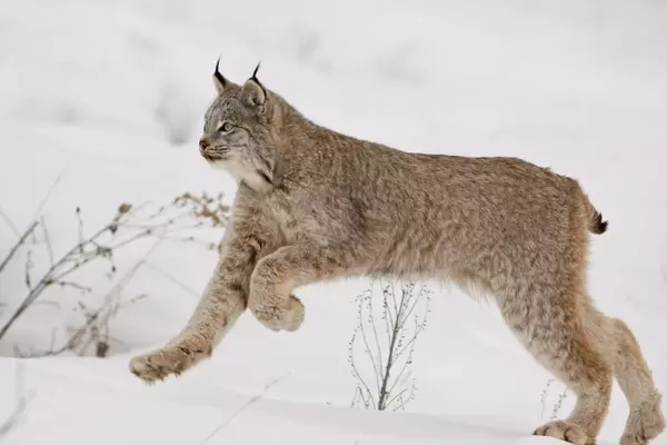 Colorado's Wildlife Commission Debates Future of Fur Trade