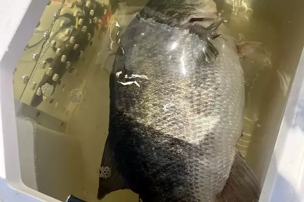 Angler's Record-Breaking Catch at Toledo Bend