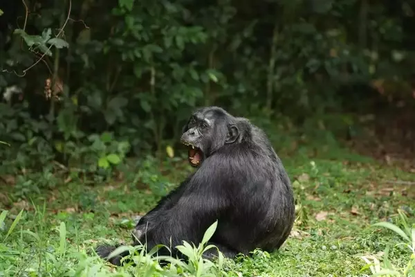 Chimpanzee's Diet of Fermented Fruit Offers Clues to Human Alcohol Affinity