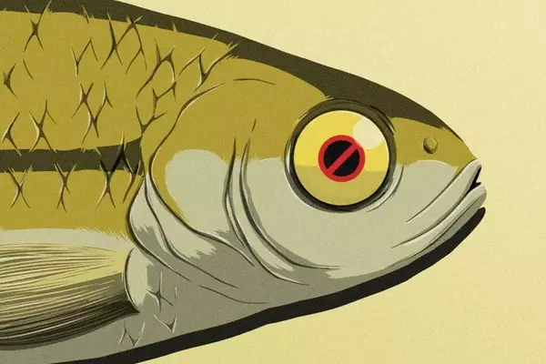 Live Bait Restrictions Spark Heated Debate Among Anglers