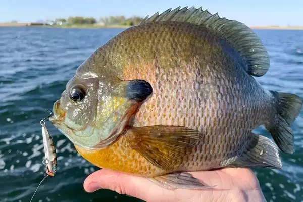 Pursuit of Giant Bluegills: A Lure Designer's Journey