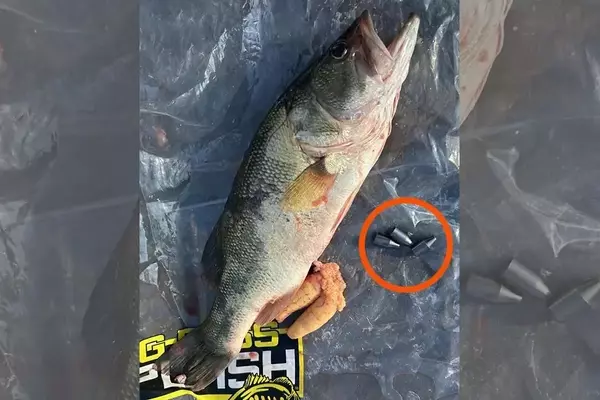 Angler Arrested for Allegedly Tampering with Bass in Fishing Tournament