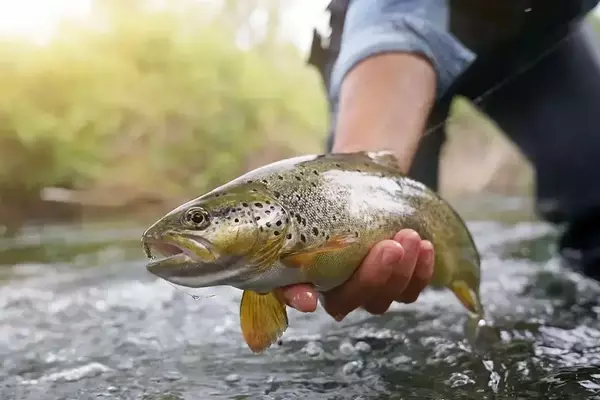 Chemical Contaminants Lead to Fish Consumption Advisory in Pennsylvania Streams