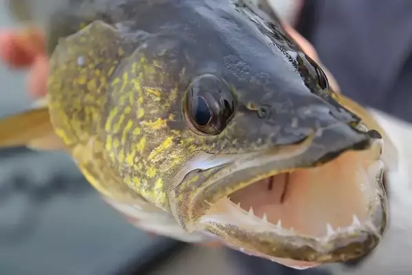 Understanding the Decline of Walleye Populations in Wisconsin