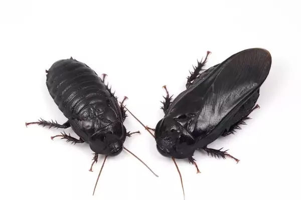 Cockroaches Show Evidence of Long-Term Pair Bonding Through Unique Ritual