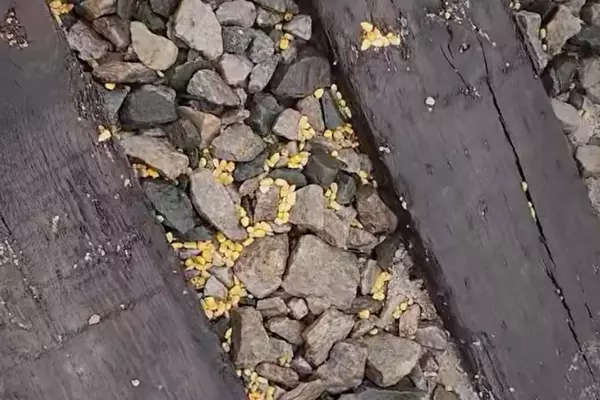 Mass Deer Fatalities Following Corn Spill on Northern Minnesota Railway