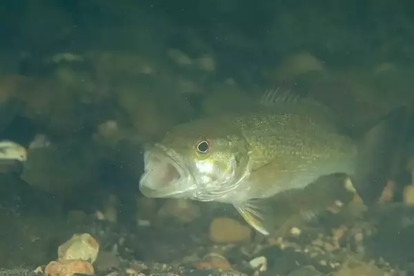 Table Rock Lake Adjusts Spotted Bass Minimum Length