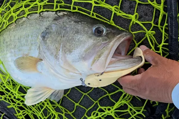Texas Angler Sets Unprecedented Record with Three 13-Pound Bass in a Single Season