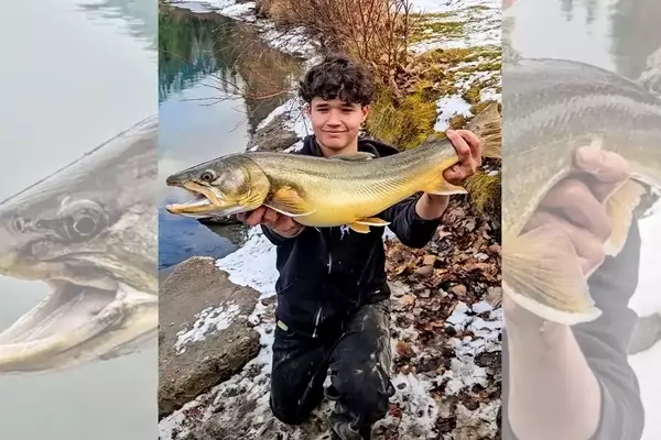 Teen Angler Breaks Bull Trout Records on Bow River