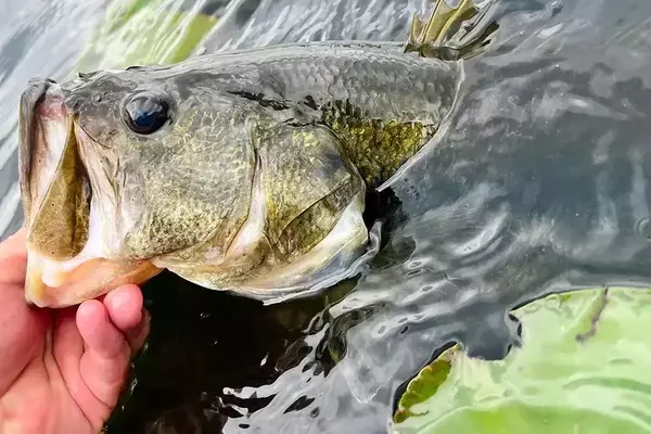Mastering Bass Spawning Season: A Comprehensive Angler's Guide