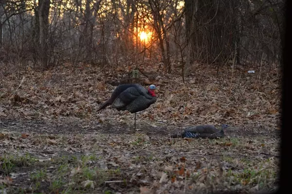 Mastering the Art of Turkey Decoy Deployment: A Seasonal Approach