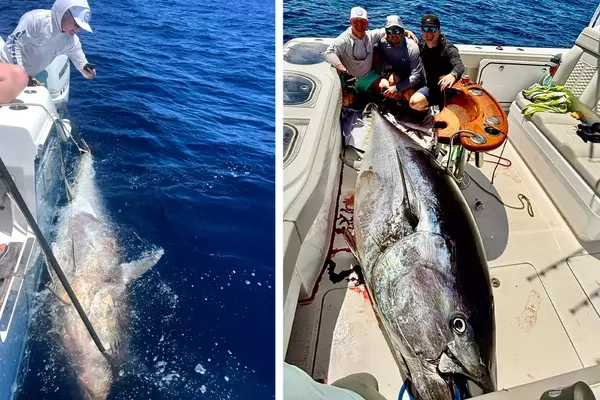 Texas Anglers Shatter Bluefin Tuna Record with 884-Pound Catch