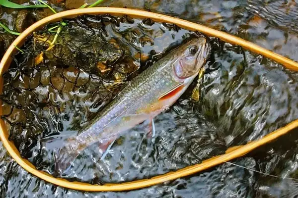 Wisconsin Extends Inland Trout Fishing Season