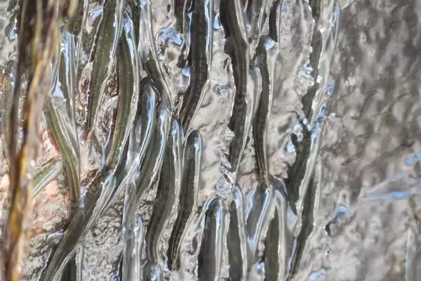 The Amazing Feat of Waterfall-Climbing Fish