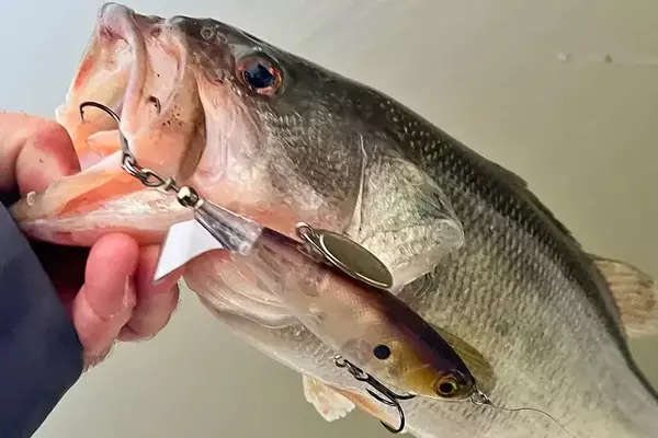 Top Lures for Bass Fishing in April 2026