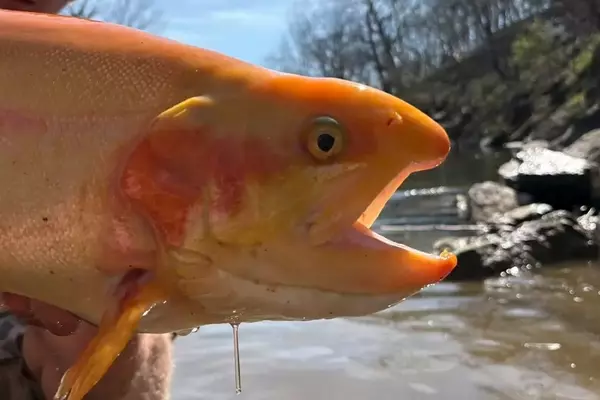 Teenager Catches Record-Breaking Golden Rainbow Trout in West Virginia