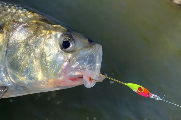 The Art of Shad Fishing with Spoons: A Comprehensive Guide