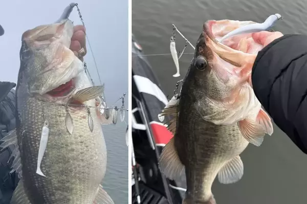 Mastering the Alabama Rig: A Comprehensive Guide to Bass Fishing Success