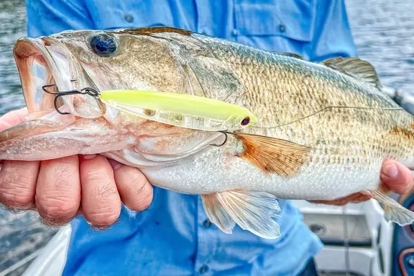 Understanding Fishing Lines: Fluorocarbon vs. Braid