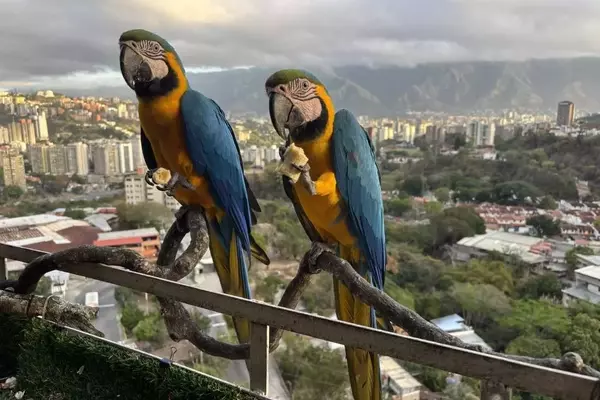 Caracas' Vibrant Macaws Face Habitat Loss Amid Urban Renewal