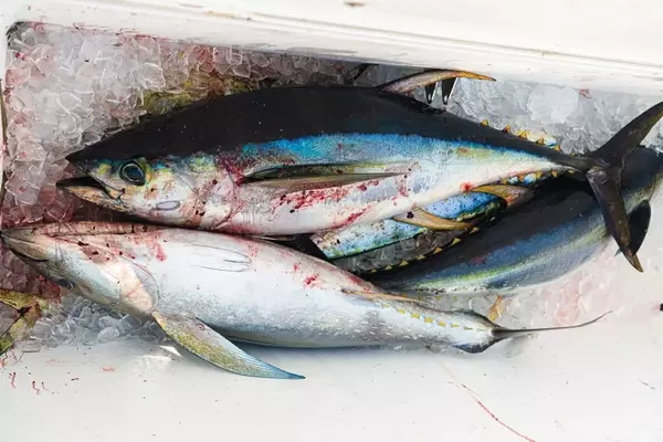 Expert Fish Processing Techniques for Home Anglers